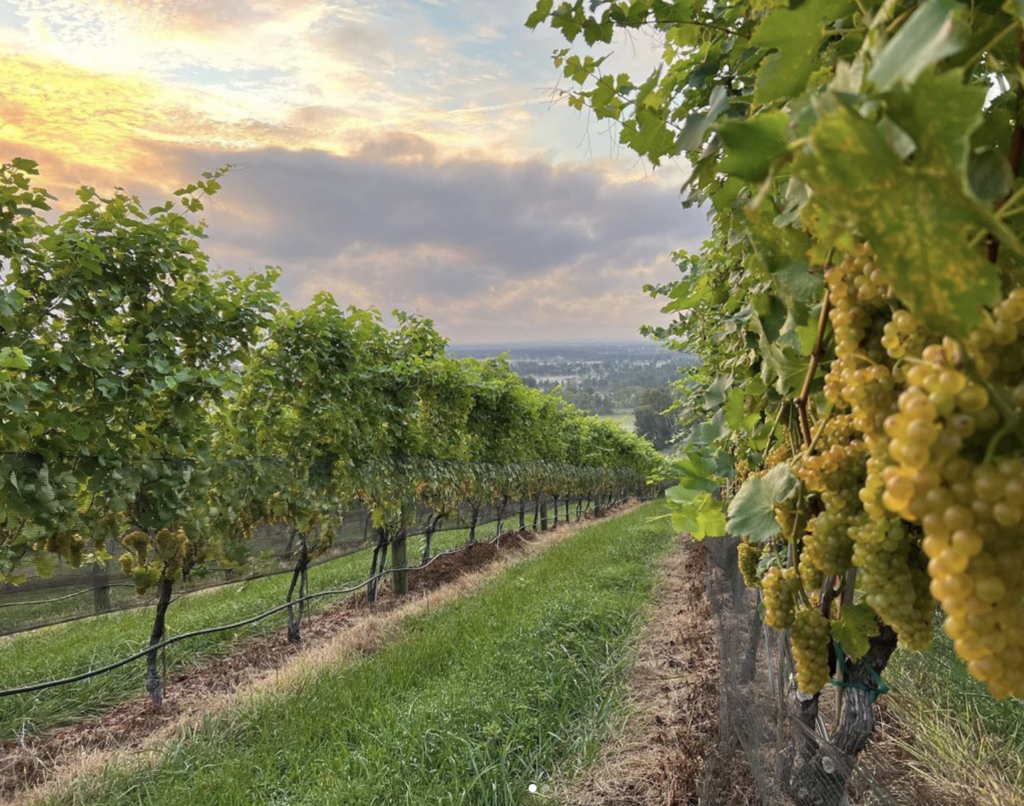برنامه تغذیه کود برای انگور 2 @octoberonevineyard 1024x806 1