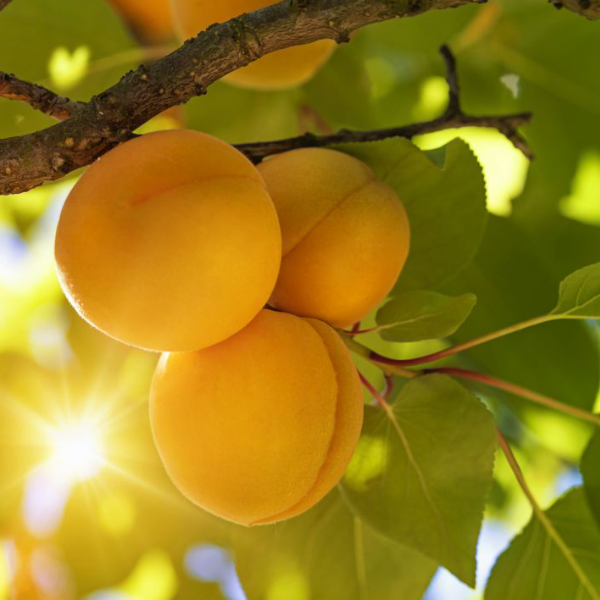 برنامه تغذیه کودی درخت زردآلو 1 Untitled 1