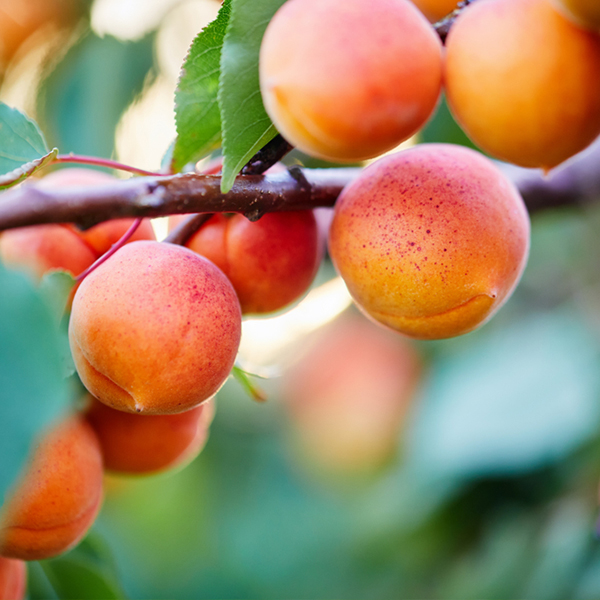 برنامه تغذیه و کوددهی درخت هلو 1 Untitlexd 2