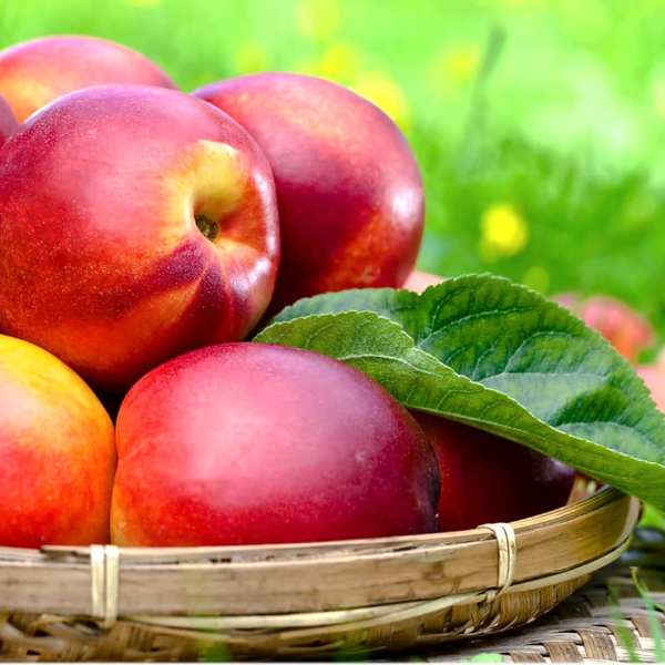 برنامه تغذیه کودی شلیل 1 Untitlتed 1