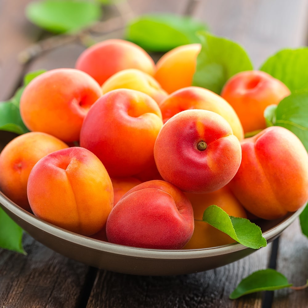 برنامه تغذیه کودی درخت زردآلو 2 grafted apricot tree 2